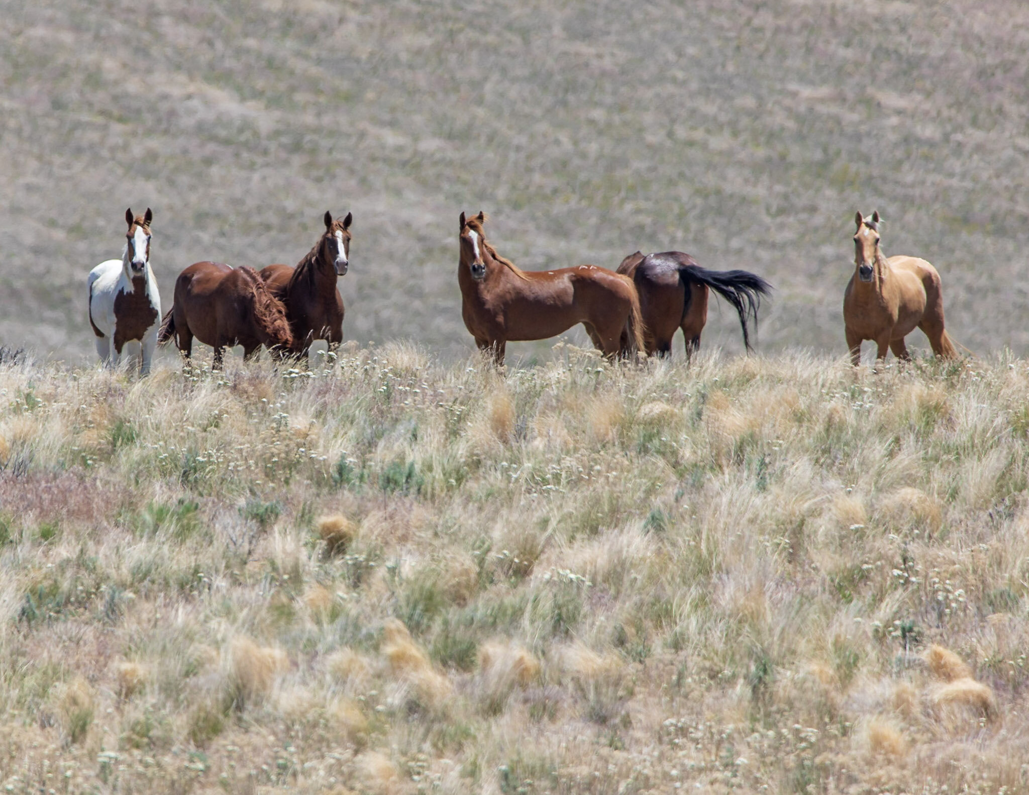 2020 Saylor Creek Wild Horse Gather | Bureau Of Land Management